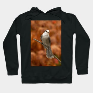 Gray Jay - Algonquin Park, Canada Hoodie